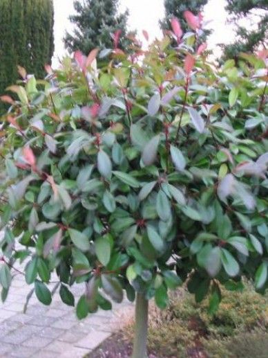 Photinia fra. ‘Carre Rouge’ (GB)