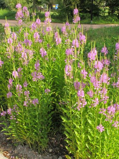 Physostegia vir. ‘Alba’