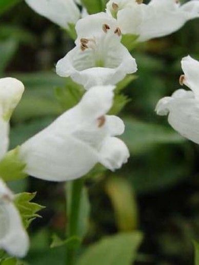 Physostegia vir. ‘Summer Snow’ (WIT)