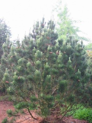 Pinus hel. ‘Green Giant’
