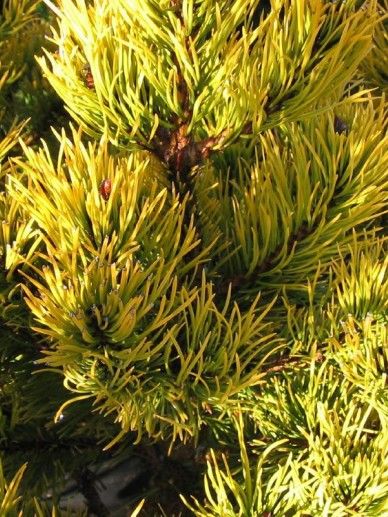 Pinus mugo ‘Carsten Wintergold’