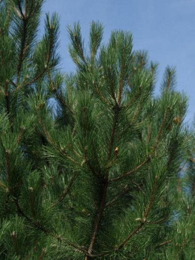 Pinus nig. nigra