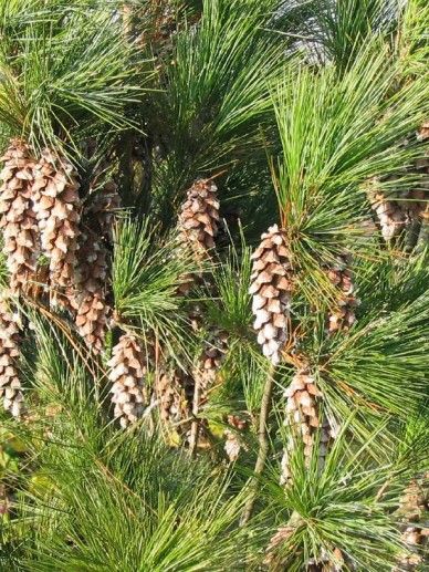 Pinus str. ‘Fastigiata’