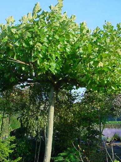 Platanus hispanica (acerifolia)