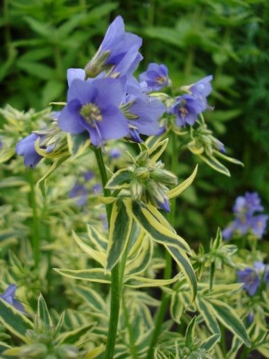 Polemonium caer. Brise d’ Anjou