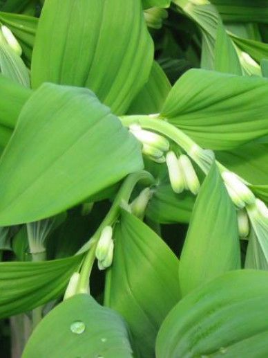 Polygonatum multiflorum (WIT)