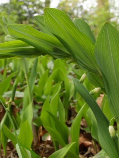 Polygonatum odoratum (WIT)