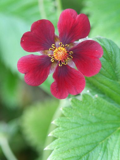 Potentilla atrosanguinea (ROOD)