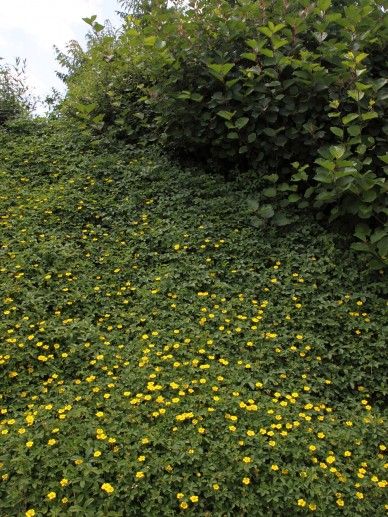 Potentilla aurea (GEEL)