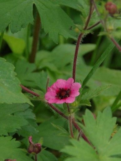 Potentilla nep. ‘Miss Willmott’ (ROZE)