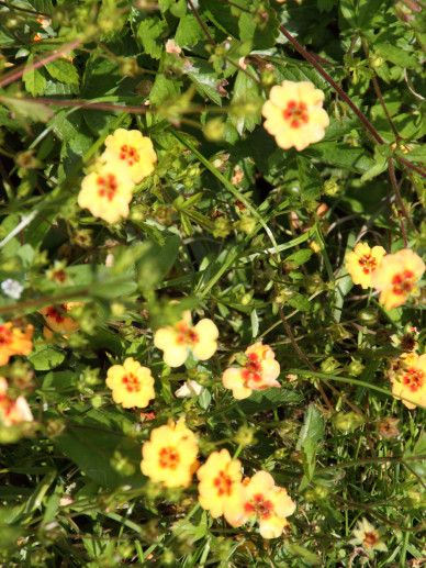 Potentilla tonguei (ROOD)