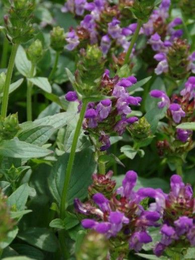 Prunella gra. ‘Rubra’