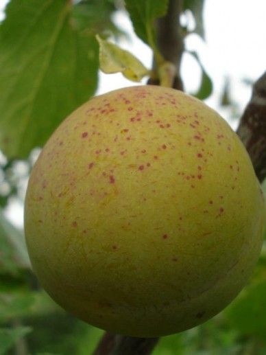 Prunus dom. ‘Reine Claude Violette’ (PRUIM/FRUIT)