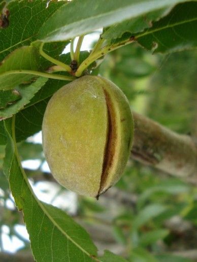 Prunus dul. ‘Caterina’ (AMANDEL/FRUIT)