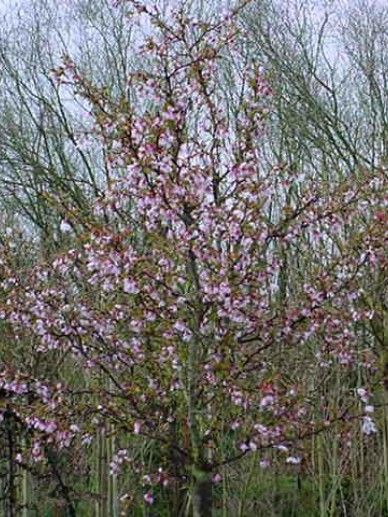 Prunus inc. ‘Kojou-no-mai’ (WIT/ROZE)