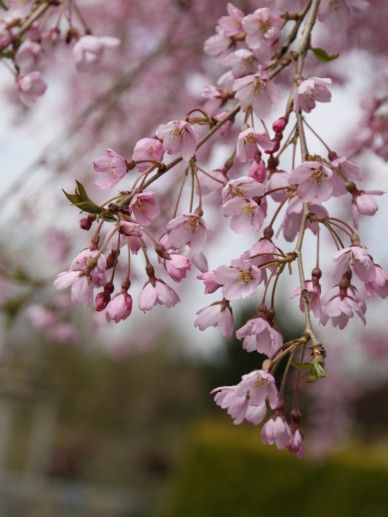 Prunus sub. ‘Pendula Rosea’ (ROZE)