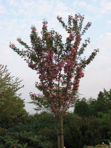 Prunus ser. ‘Kanzan’ (ROZE)