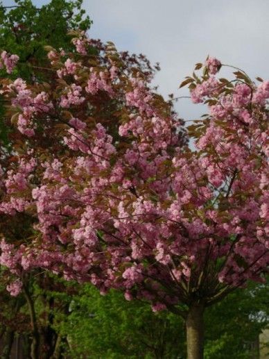 Prunus ser. ‘Pink Perfection’ (ROZE)