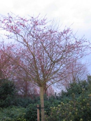Prunus sub. ‘Autumnalis Rosea’ (ROZE)