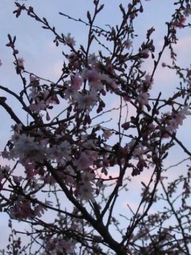 Prunus sub. ‘Fukubana’ (ROZE)