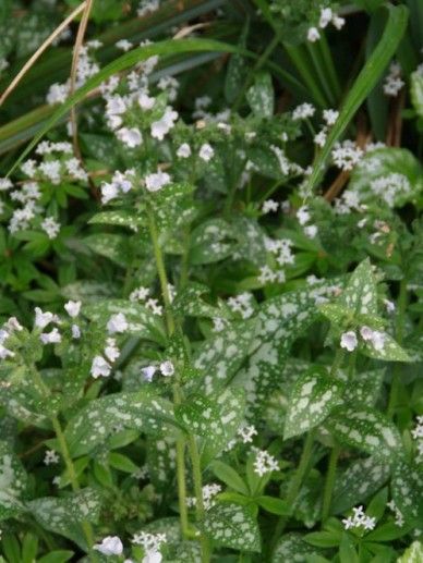 Pulmonaria off. ‘Sissinghurst White