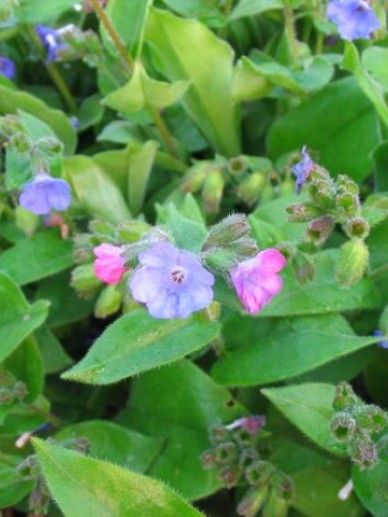 Pulmonaria ang. ‘Blaues Meer’ (BLAUW)