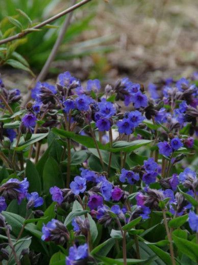 Pulmonaria ang. ‘Blue Ensign’