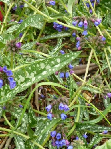 Pulmonaria lon. ‘E.B. Anderson’ (BLAUW)