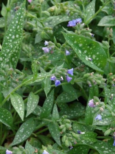 Pulmonaria lon. ‘Diana Clare’