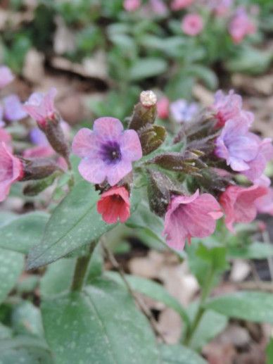 Pulmonaria officinalis