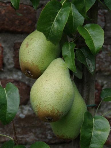 Pyrus com. ‘Nana Garden Pearl’ (PEER/FRUIT)