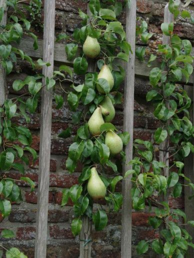 Pyrus com. ‘Coscia’ (PEER/FRUIT)