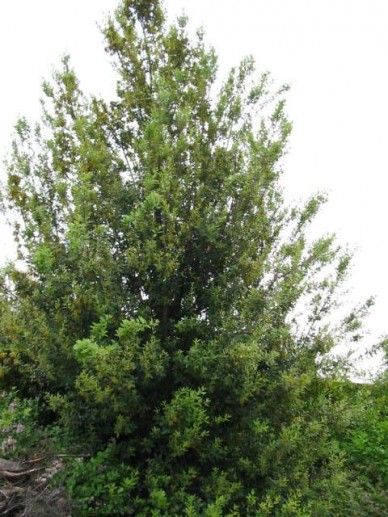 Quercus suber (GB)