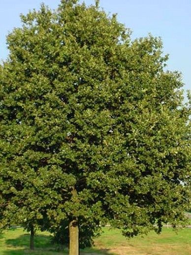 Quercus rob. ‘Fastigiate Koster’