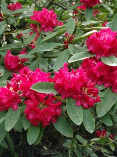 Rhododendron ‘Bloomchampion’ (ROOD)