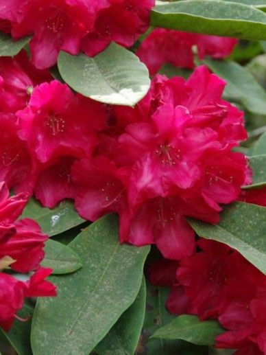 Rhododendron ‘Leo’ (ROOD)