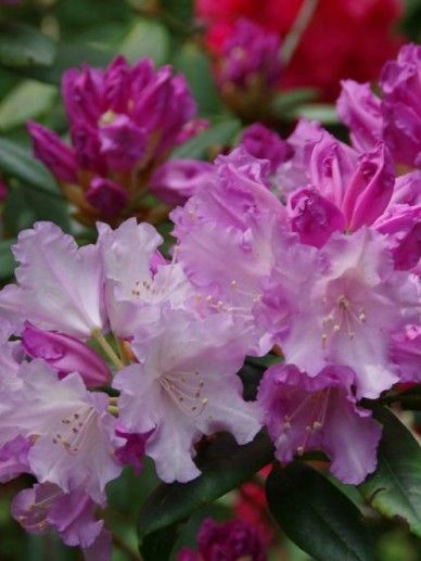 Rhododendron ‘Carol. Allbrook’ (Y/LILA)