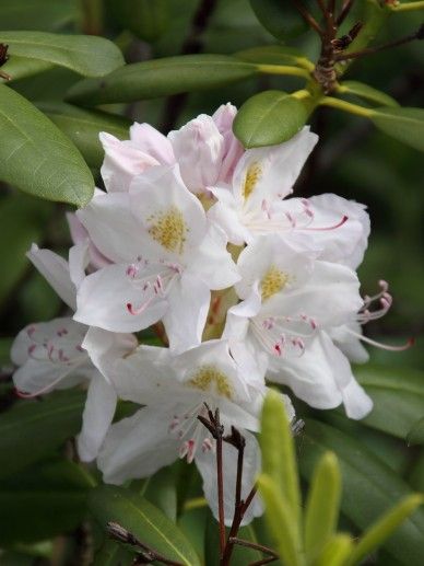 Rhododendron cat. ‘Album’ (WIT)