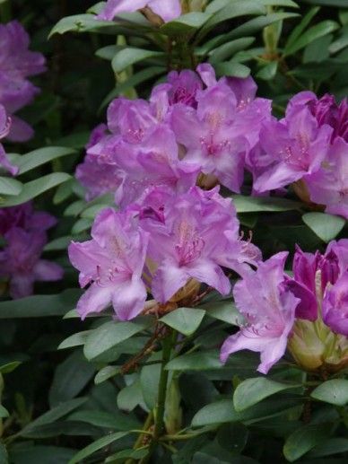 Rhododendron cat. ‘Boursault’ (LILA)