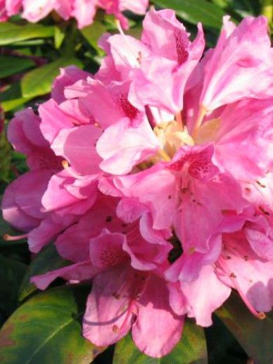 Rhododendron ‘Cosmopolitan’ (ROZE)