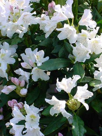 Rhododendron ‘Pleasant White’ (AJ/WIT)