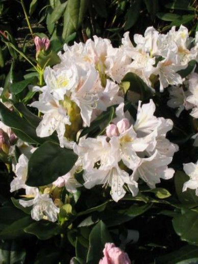 Rhododendron ‘Cunninghams White’ (WIT)