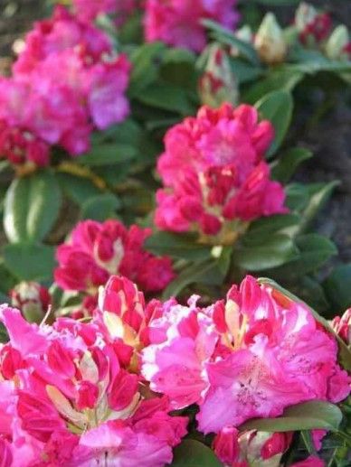 Rhododendron ‘Germania’ (ROZE)