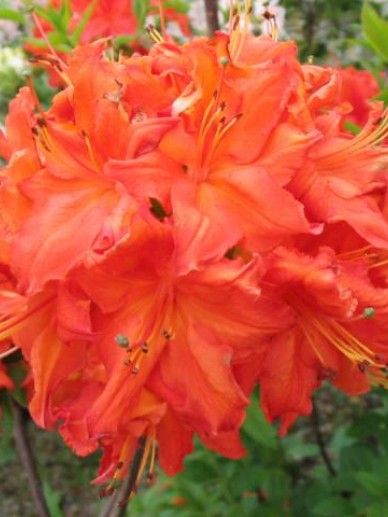 Rhododendron ‘Gibraltar’ (AK/ORANJE)
