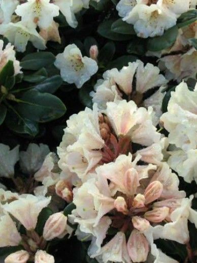 Rhododendron ‘Saffrano’ (GEEL)
