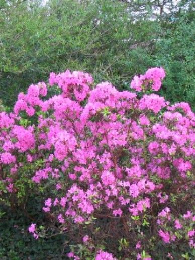 Rhododendron ‘Bloomchampion’ (PAARS)