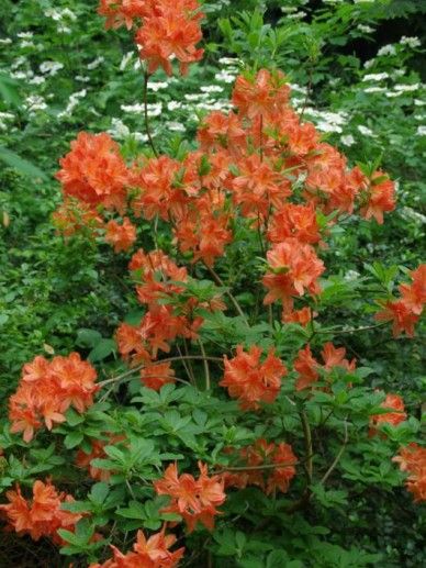 Rhododendron ‘Vuyk’s Scarlet’ (AJ/ROOD)