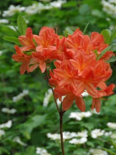 Rhododendron ‘Gomer Waterer’ (LILA/WIT)