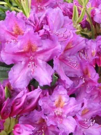 Rhododendron ‘Geisha Purple’ (AJ/PAARS)