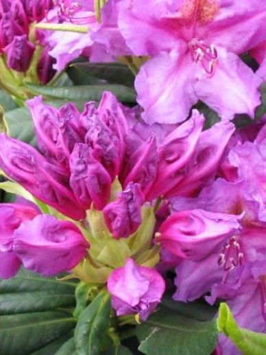 Rhododendron ‘Lee’s Dark Purple’ (PAARS)